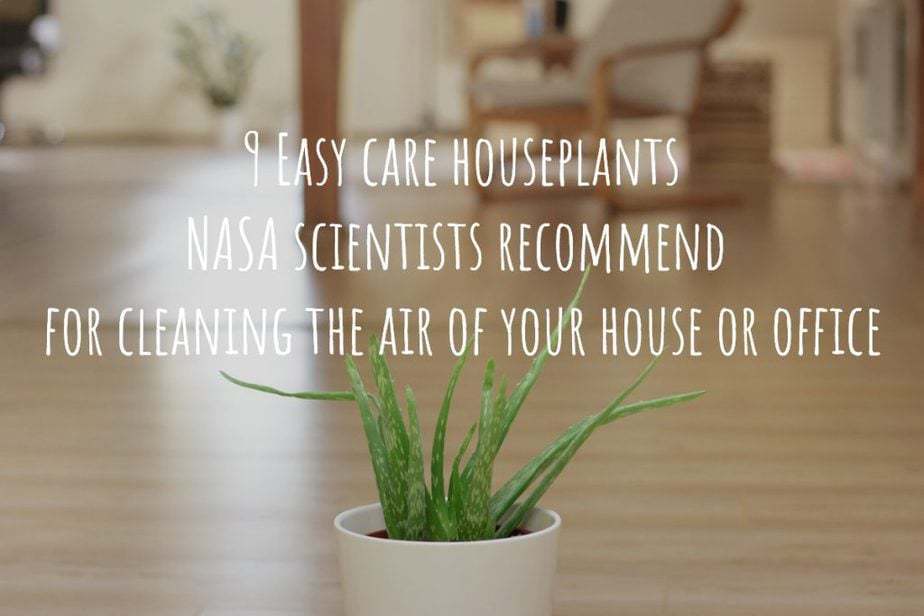 9 Easy care houseplants