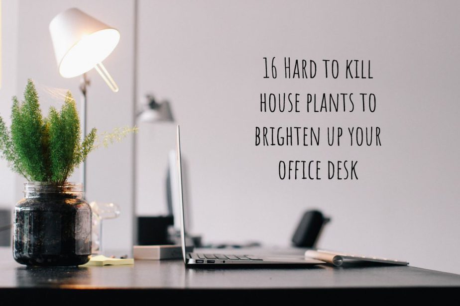 16 Hard to kill house plants to brighten up your office desk