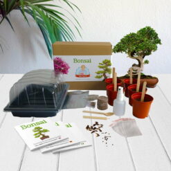 Bonsai - Mrs Henri's Plant Growing Kit
