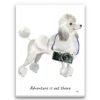 Adventure is out there White poodle dog canvas print illustration. Pre-stretched wall art ready to hang 2 adventure is out there portrait canvas white poodle print front view
