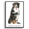 Adventure is out there Bernese Mountain Dog dog print illustration. Framed & un-framed wall art 1 adventure is out there portrait print bernese mountain dog front view