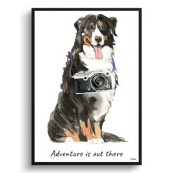 Adventure is out there Bernese Mountain Dog dog print illustration. Framed & un-framed wall art