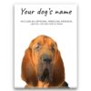 dog paintings canvas bloodhound front view white
