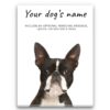 Boston Terrier personalised canvas print - Peeping In Collection - Pre-stretched wall art ready to hang 1 dog paintings canvas boston terrier front view white