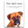 Boxer personalised canvas print - Peeping In Collection - Pre-stretched wall art ready to hang 2 dog paintings canvas boxer front view white