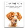 Brittany personalised canvas print - Peeping In Collection - Pre-stretched wall art ready to hang 1 dog paintings canvas brittany front view white