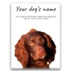 Brown Cocker Spaniel personalised canvas print - Peeping In Collection - Pre-stretched wall art ready to hang 2 dog paintings canvas brown cocker spaniel front view white