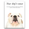 English Bulldog personalised canvas print - Peeping In Collection - Pre-stretched wall art ready to hang 2 dog paintings canvas bulldog front view white