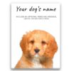 Cavapoo personalised canvas print - Peeping In Collection - Pre-stretched wall art ready to hang 1 dog paintings canvas cavapoo front view white