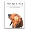 Dachshund personalised canvas print - Peeping In Collection - Pre-stretched wall art ready to hang 1 dog paintings canvas dachshund front view white