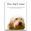Golden Doodle personalised canvas print - Peeping In Collection - Pre-stretched wall art ready to hang 1 dog paintings canvas golden doodle front view white