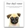 Pug personalised canvas print - Peeping In Collection - Pre-stretched wall art ready to hang 2 dog paintings canvas pug front view white
