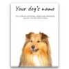Shetland Sheepdog personalised canvas print - Peeping In Collection - Pre-stretched wall art ready to hang 1 dog paintings canvas shetland sheepdog front view white