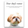 Shih tzu personalised canvas print - Peeping In Collection - Pre-stretched wall art ready to hang 1 dog paintings canvas shih tzu front view white