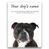 Staffordshire Bull Terrier personalised canvas print - Peeping In Collection - Pre-stretched wall art ready to hang 1 dog paintings canvas staffordshire bull terrier front view white