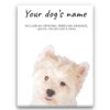 Westie personalised canvas print - Peeping In Collection - Pre-stretched wall art ready to hang 1 dog paintings canvas westie front view white