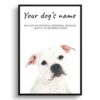 American Staffordshire terrier personalised dog print painting. Framed & un-framed wall art 1 dog paintings prints american staffordshire bull terrier front view white
