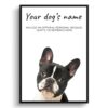 dog paintings prints black and white french bulldog front view white