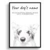Border Collie personalised dog print painting. Framed & un-framed wall art 1 dog paintings prints border collie front view white