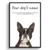 dog paintings prints boston terrier front view white