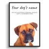 Boxer personalised dog print painting. Framed & un-framed wall art 1 dog paintings prints boxer front view white