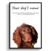 Brown Cocker Spaniel personalised dog print painting. Framed & un-framed wall art 1 dog paintings prints brown cocker spaniel front view white