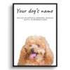 dog paintings prints brown poodle front view white