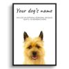 dog paintings prints cairn terrier front view white
