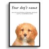 Cavapoo personalised dog print painting. Framed & un-framed wall art 1 dog paintings prints cavapoo front view white