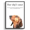 Dachshund personalised dog print painting. Framed & un-framed wall art 1 dog paintings prints dachshund front view white