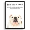 dog paintings prints english bulldog front view white