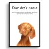 Hungarian Vizsla personalised dog print painting. Framed & un-framed wall art 1 dog paintings prints hungarian vizla front view white