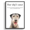 dog paintings prints irish wolf hound front view white