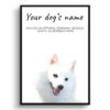 Japanese Spitz personalised dog print painting. Framed & un-framed wall art 1 dog paintings prints japanese spitz front view white