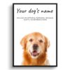 Golden Retriever personalised dog print painting. Framed & un-framed wall art 1 dog paintings prints labrador retriever front view white