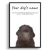 dog paintings prints newfoundland front view white