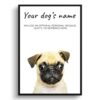 Pug personalised dog print painting. Framed & un-framed wall art 1 dog paintings prints pug front view white