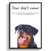 Rottweiler personalised dog print painting. Framed & un-framed wall art 1 dog paintings prints rottweiller front view white