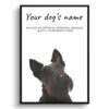 Scottish Terrier personalised dog print painting. Framed & un-framed wall art 1 dog paintings prints scottish terrier front view white