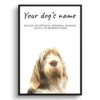 dog paintings prints spinone italiano front view white