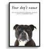 Staffordshire Bull Terrier personalised dog print painting. Framed & un-framed wall art 1 dog paintings prints staffordshire bull terrier front view white