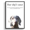 dog paintings prints weimaraner front view white