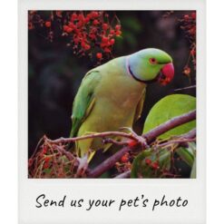 Custom Bird Portraits