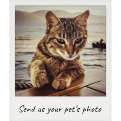 Custom Cat Portraits