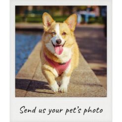 Custom Dog Portraits