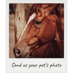 Custom Horse Portraits
