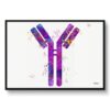 Antibodies Watercolour Print IGG Immunoglobin Medical Doctor Office Clinic Wall Art 2 paint splash medical antibodies framed art print front view white