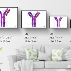 Antibodies Watercolour Print IGG Immunoglobin Medical Doctor Office Clinic Wall Art 12 paint splash medical antibodies landscape framed art print size comparison