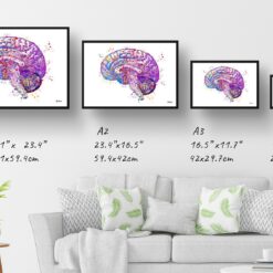 Brain (Side View) Watercolour Print Human Neurology Medical Doctor Office Clinic Wall Art 13 paint splash medical brain side landscape framed art print size comparison