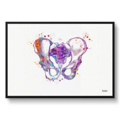 Pelvis Anatomy Watercolour Print Hip Bone Medical Doctor Office Clinic Wall Art